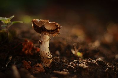 Close-up of mushroom growing on field