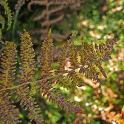 Close-up of insect on plant