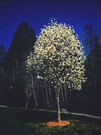 View of trees at night