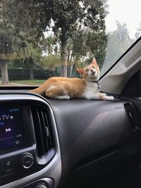 Cat sitting in car