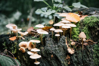 Close-up of mushrooms growing on field