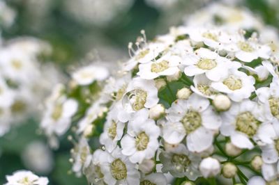 Close-up of white flowers