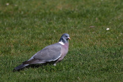 Close up of  pigeon on grassy field