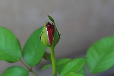 Close-up of insect on leaf