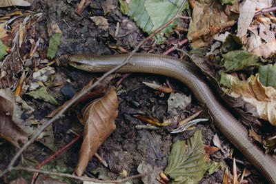 High angle view of lizard on plant