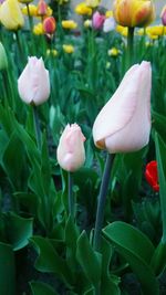 Close-up of flowers growing outdoors