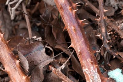 Close-up of lizard