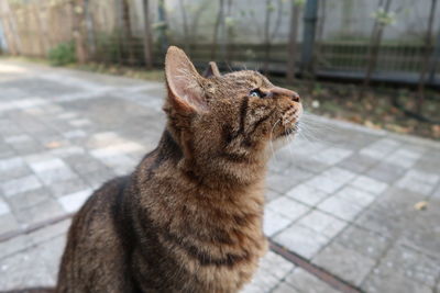 Close-up of a cat looking away