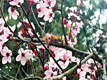 Low angle view of cherry blossom tree