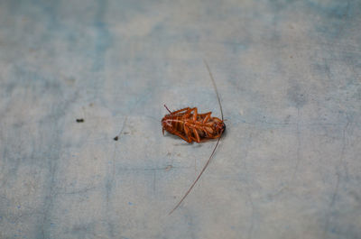 High angle view of insect on leaf