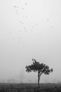 Trees in foggy weather