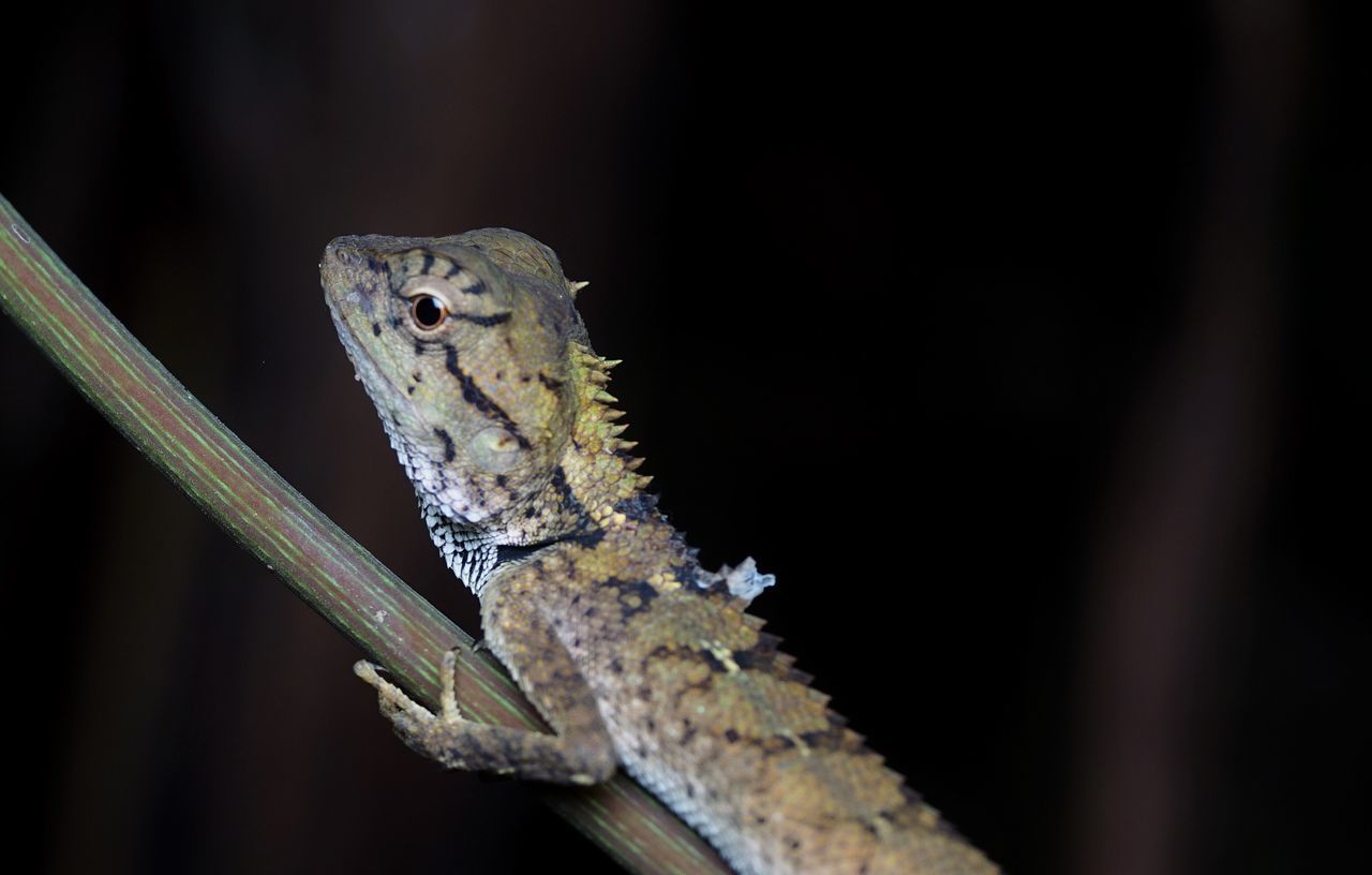 Reptile in forest