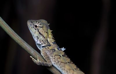 Close-up of lizard