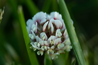 Close-up of white flowering plant