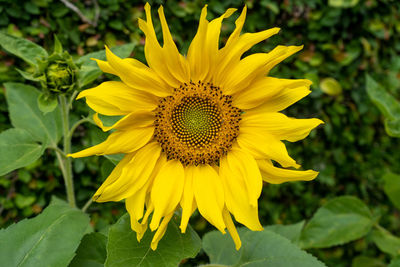 Close-up of sunflower