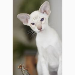 Close-up of oriental shorthair cat