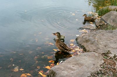 High angle view of a duck in lake