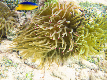 Close-up of coral in sea