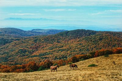 Horses grazing in a field