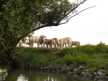 Horse grazing on pasture