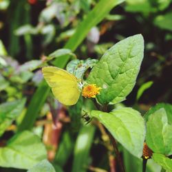 Close-up of butterfly pollinating flower