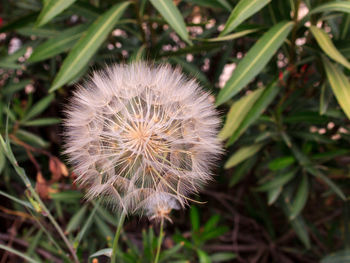 Close-up of flower on plant