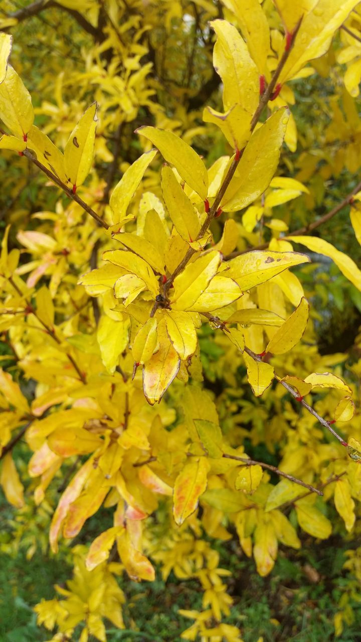 yellow, growth, flower, freshness, nature, beauty in nature, leaf, fragility, close-up, plant, focus on foreground, full frame, season, day, outdoors, backgrounds, no people, green color, selective focus, petal