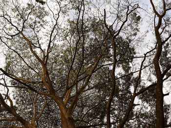 Low angle view of trees against sky