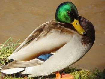 Close-up of a mallard duck