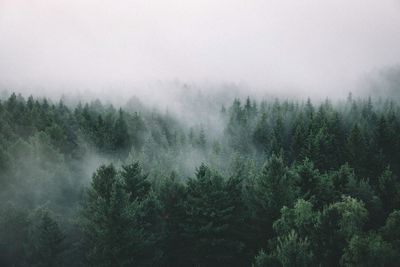 Trees in foggy weather