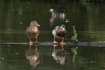 Birds perching on a lake