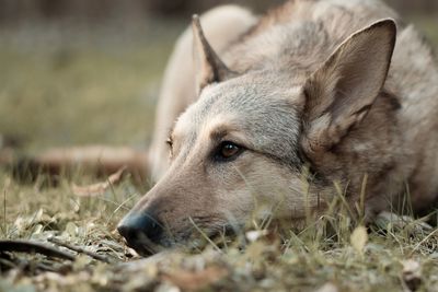 Close-up of horse on field