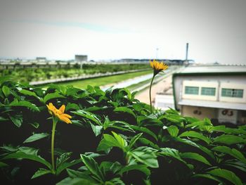 Close-up of yellow flowers blooming against sky