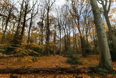 Trees in forest during autumn