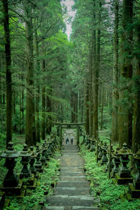 Footpath amidst trees in forest