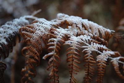 Close-up of frost on leaf