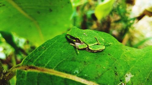 Close-up of insect on leaf