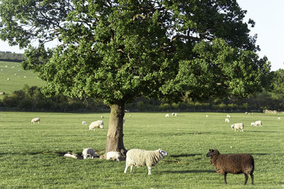 View of sheep on grassy field