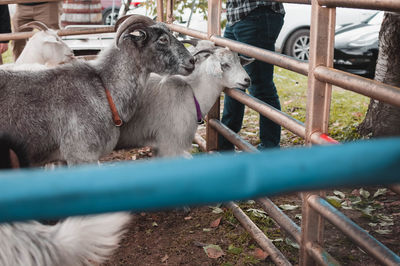 Saratoga apple, fall