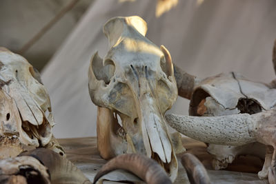 Close-up of animal skull