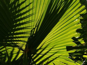 Close-up of tree