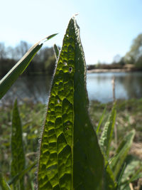 Close-up of wet plant leaves