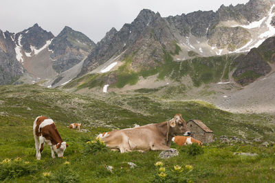 View of two horses on mountain