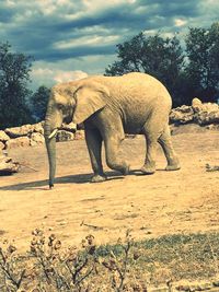 Elephant standing on field against sky