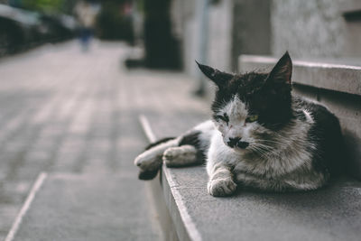 Portrait of cat relaxing on footpath