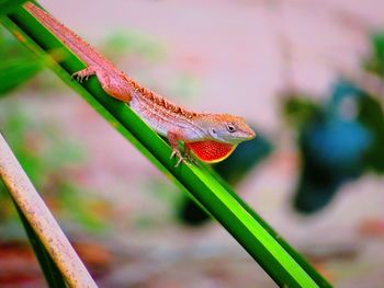 Close-up of a lizard