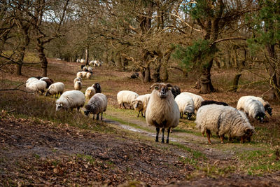 Herd of drentse heather sheep in the forest of the national forest and esdorp landscape of dwingeloo