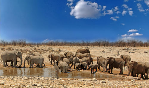 Herd of elephants standing on landscape against sky