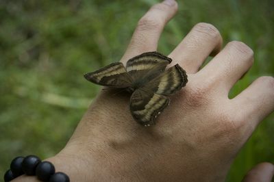 Close-up of butterfly perching on hand