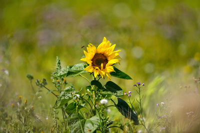 Close-up of butterfly pollinating on yellow flower